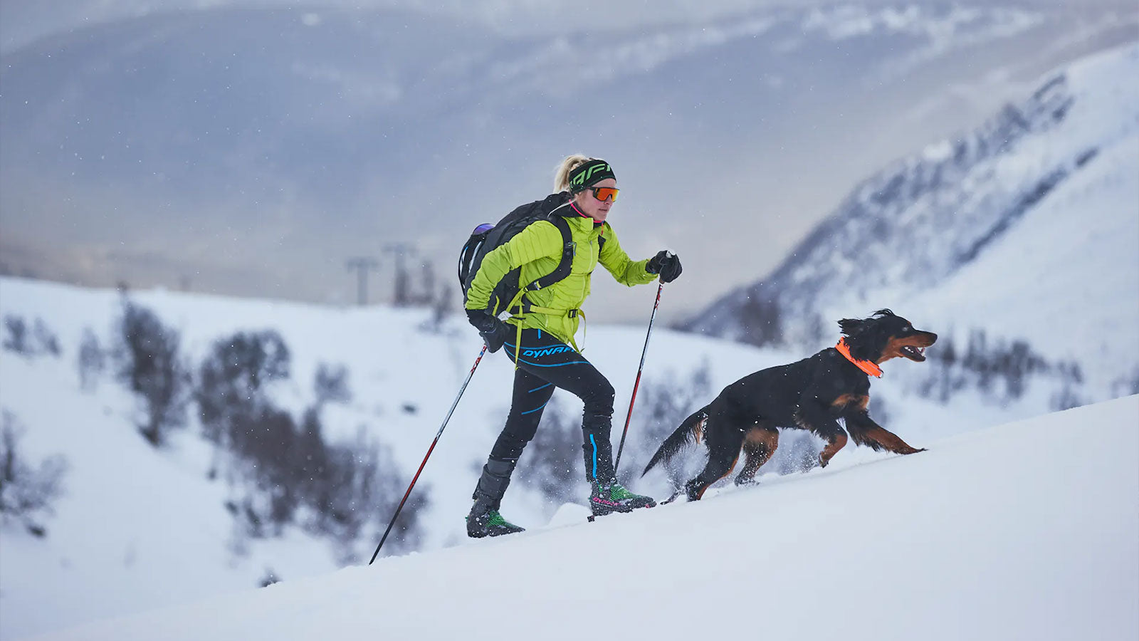 Everything you need to know to take your dog skiing
