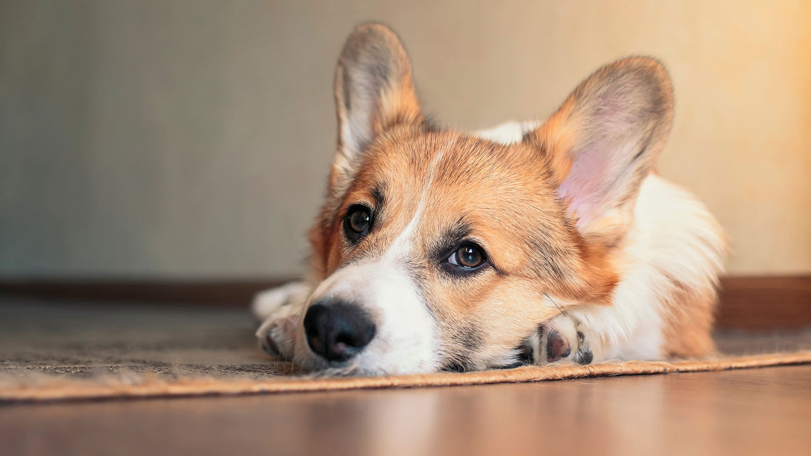 Natural Approaches to Managing Pancreatitis in Pets – Human & Pets