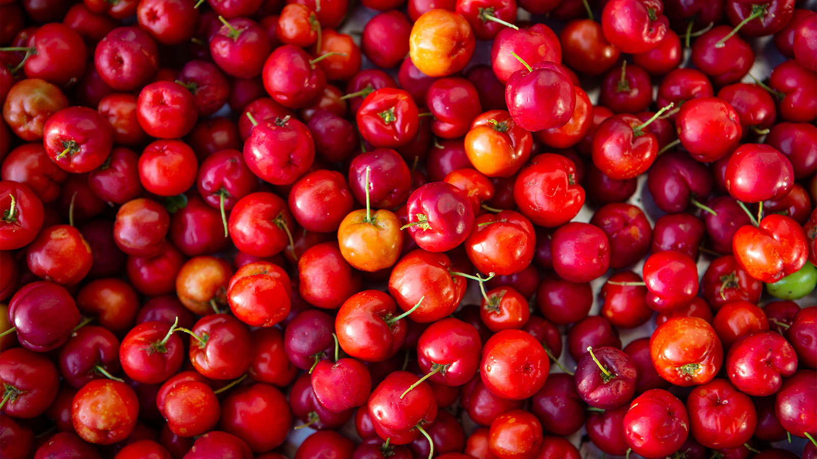 Acerola: A Nutrient-Packed Superfood for Pet Wellness