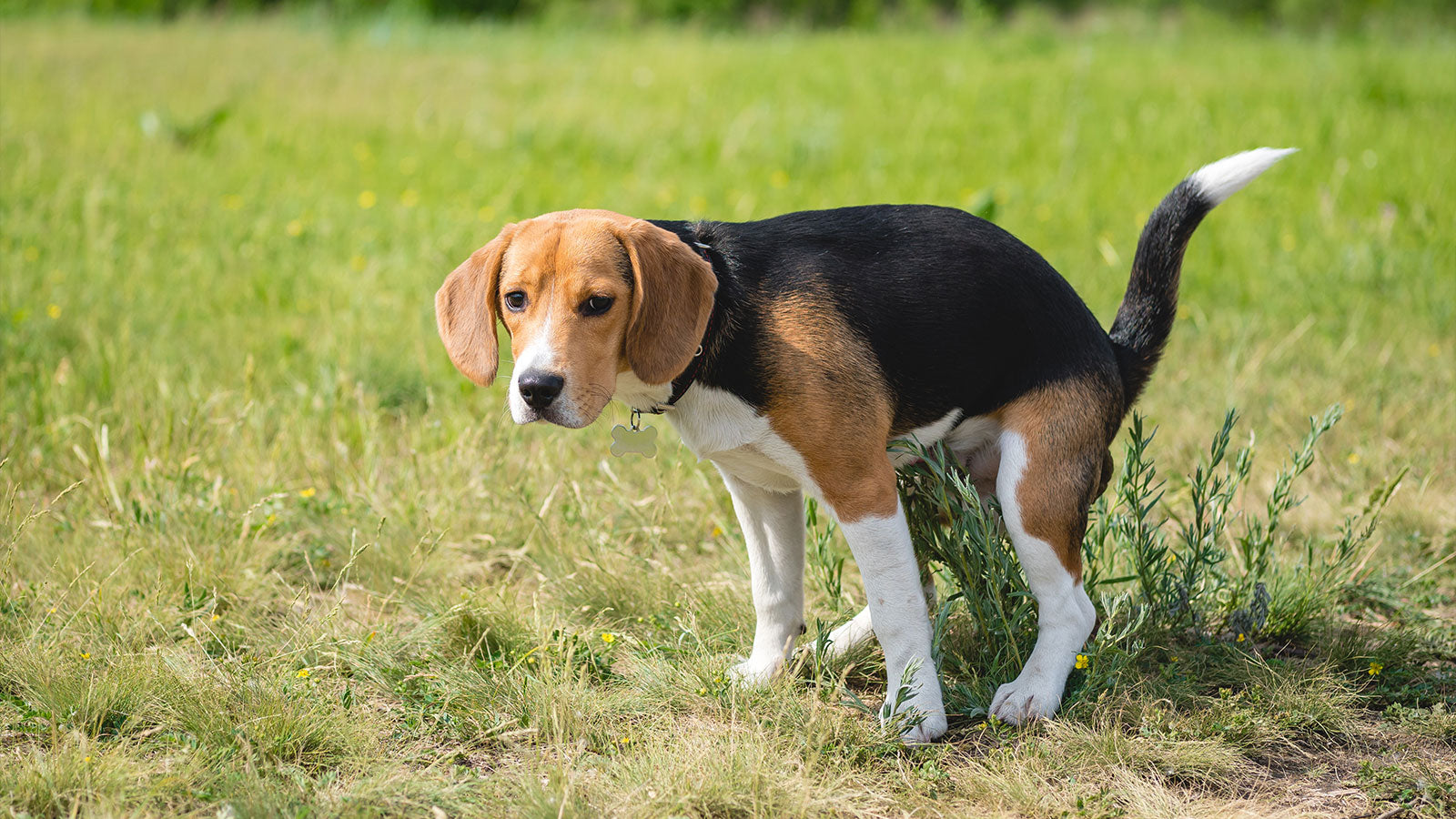 Image showcasing Understanding Dog Diarrhea: Causes and Natural Remedies – Human & Pets
