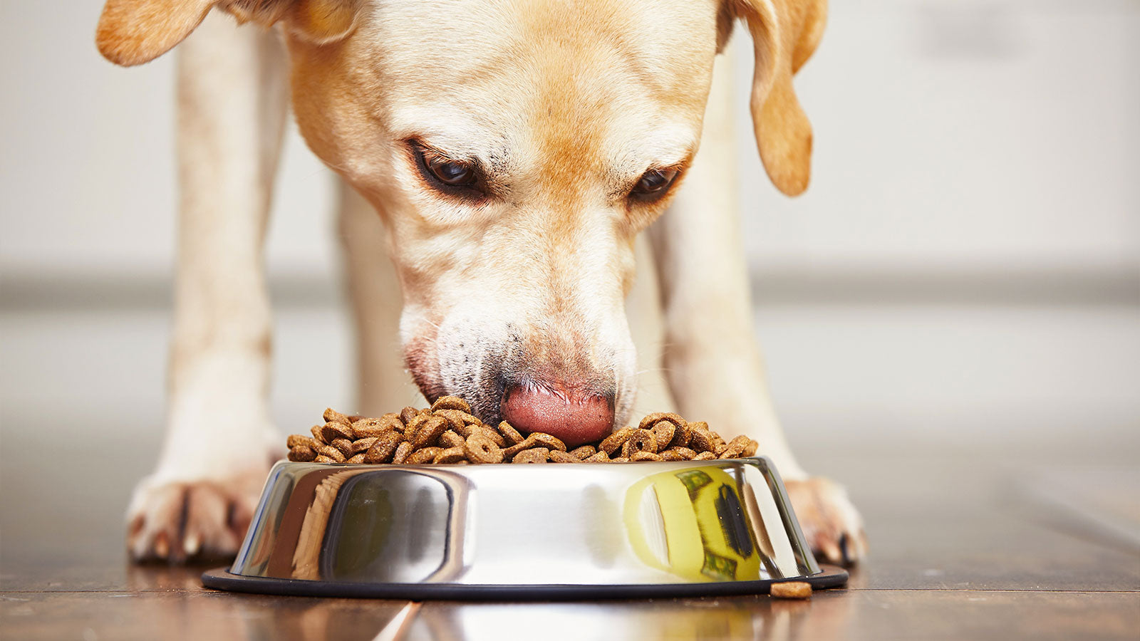 Carbs in Dog Food Do They Benefit or Harm Your Pet Human Pets