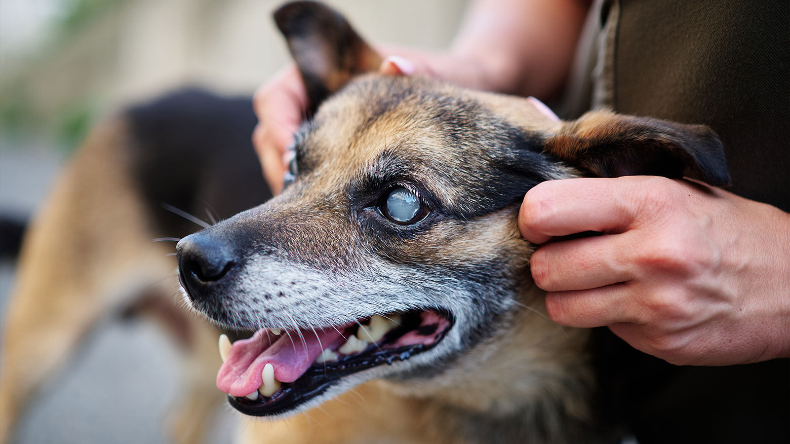 Cataracts in Dogs: Causes, Prevention, and Natural Management