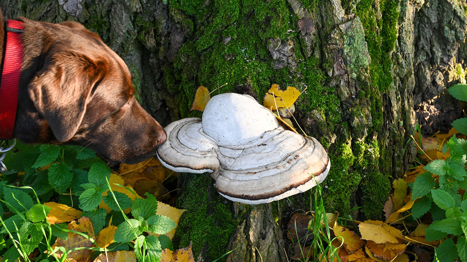 Can dogs eat mushrooms best sale