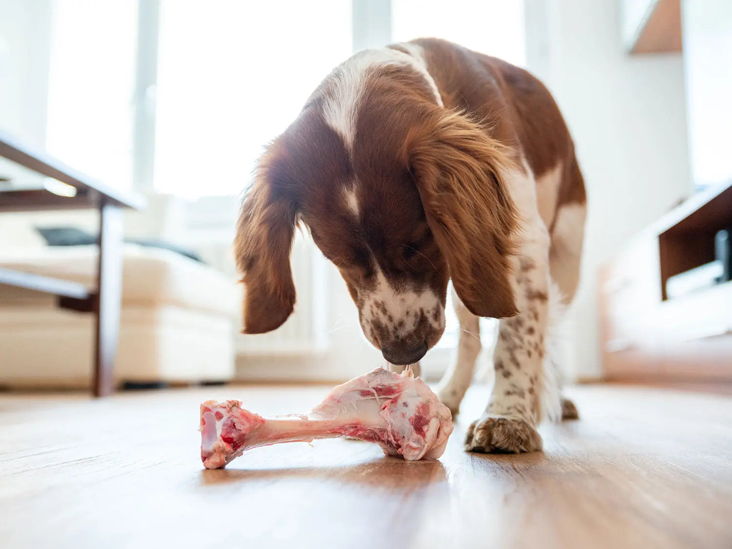 Bone Feeding Guide | Human & Pets™