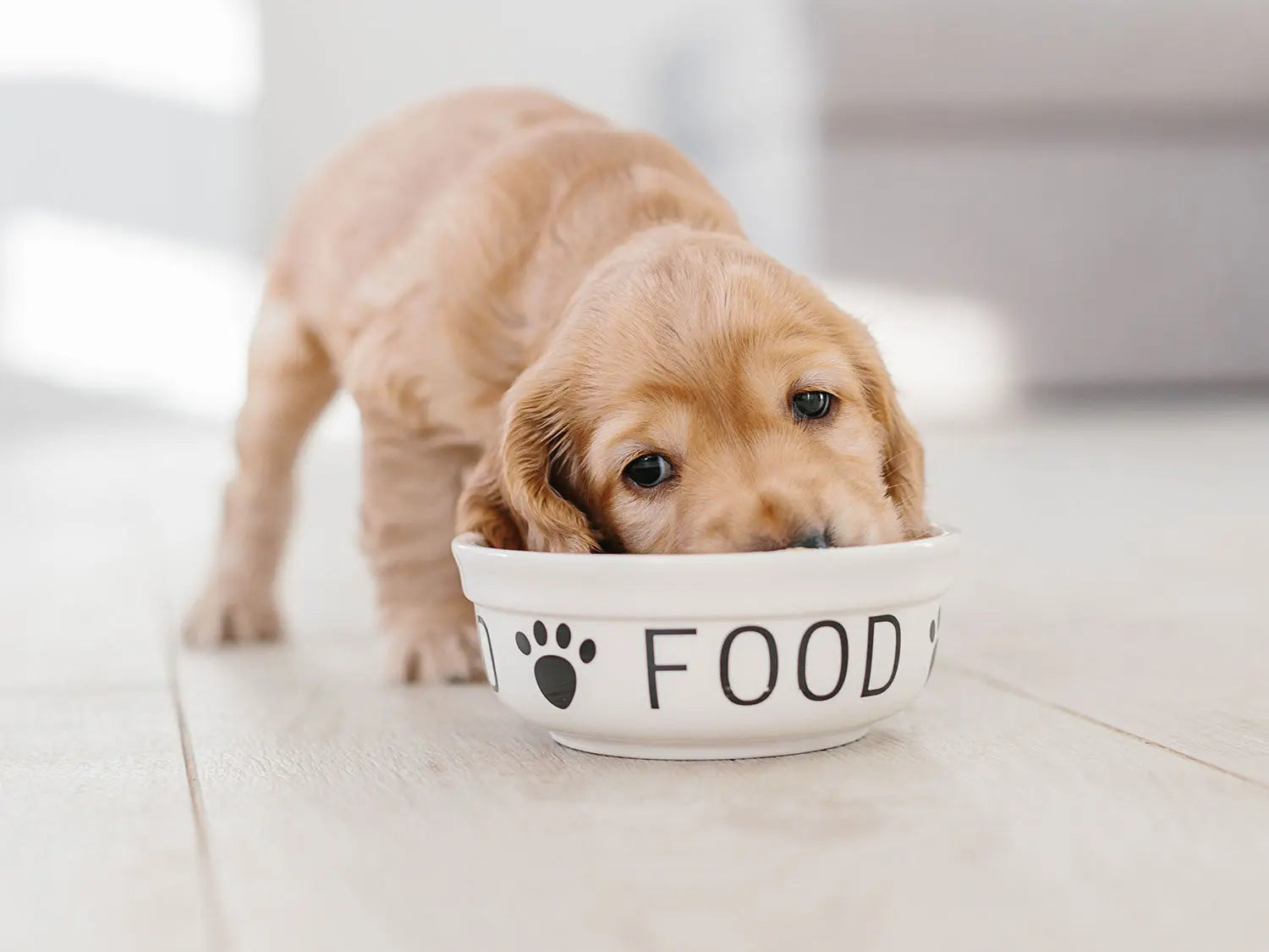 Feeding puppies 2025 human food