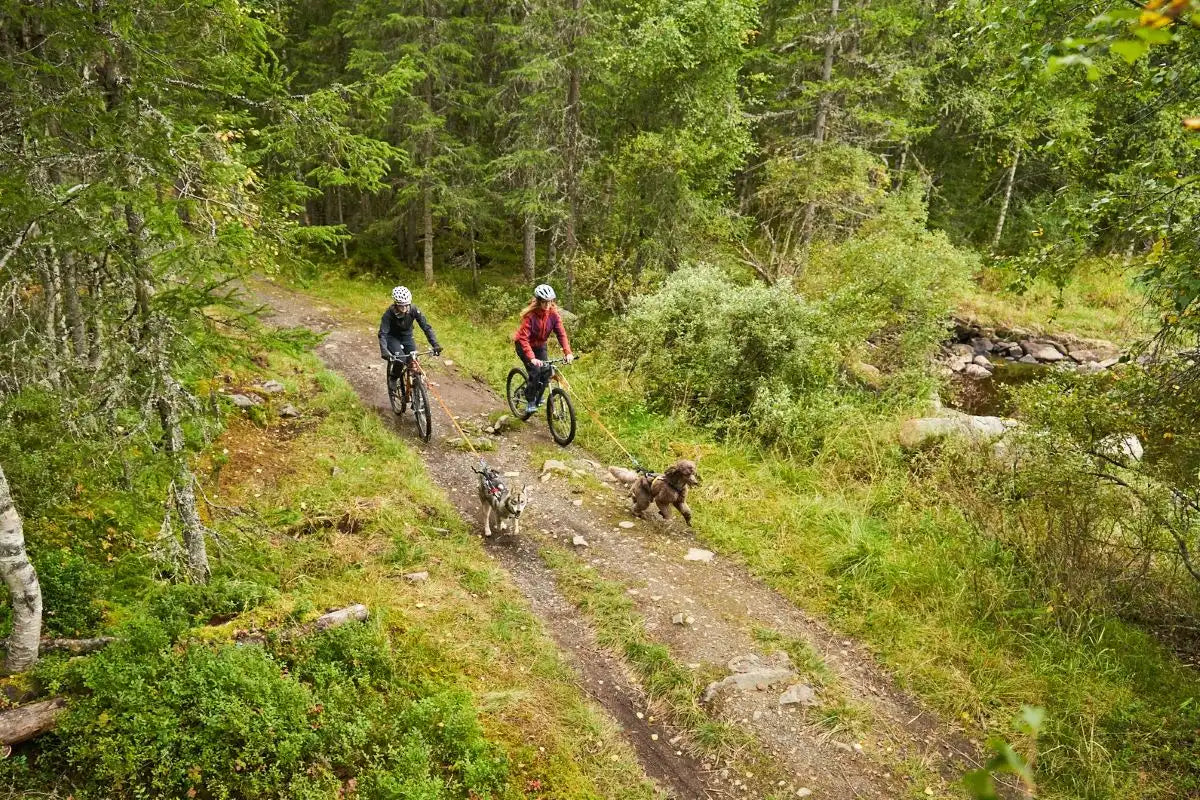 How to start with Bikejoring