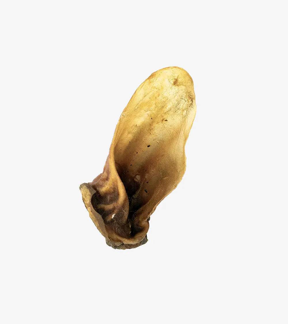 Beef Ear with Shell (1 Piece) - Treats & Chews | Human & Pets