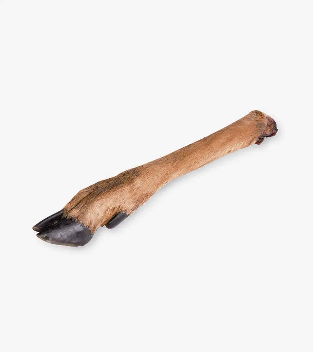 Deer Leg (1 Piece) - Treats & Chews | Human & Pets