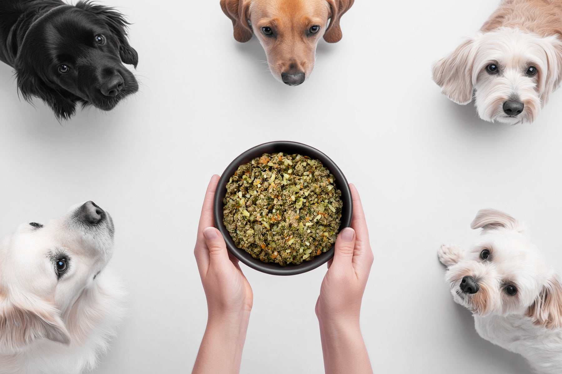 Dog Meal with Chicken