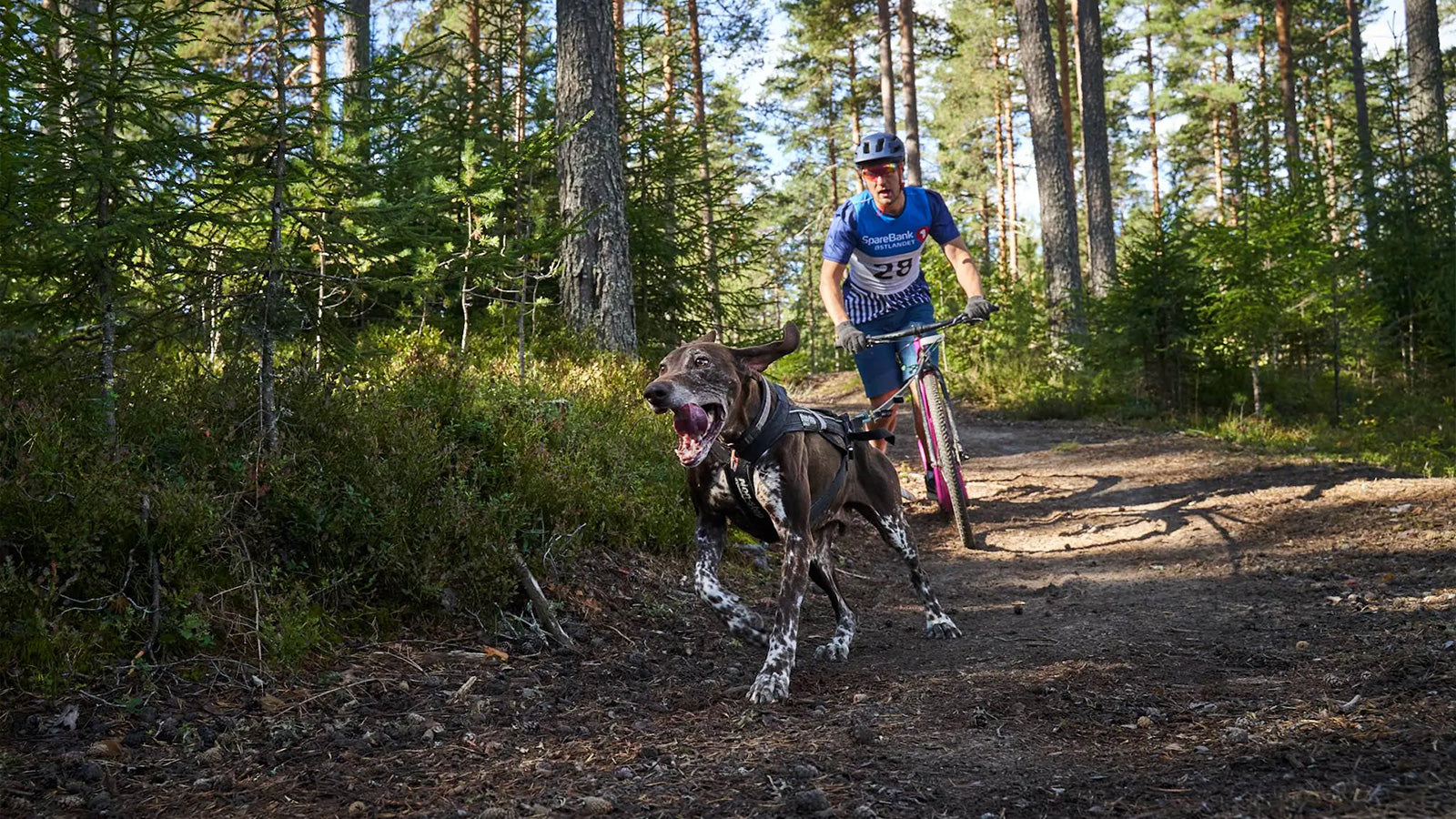 How to teach your dog "Gee" and "Haw"