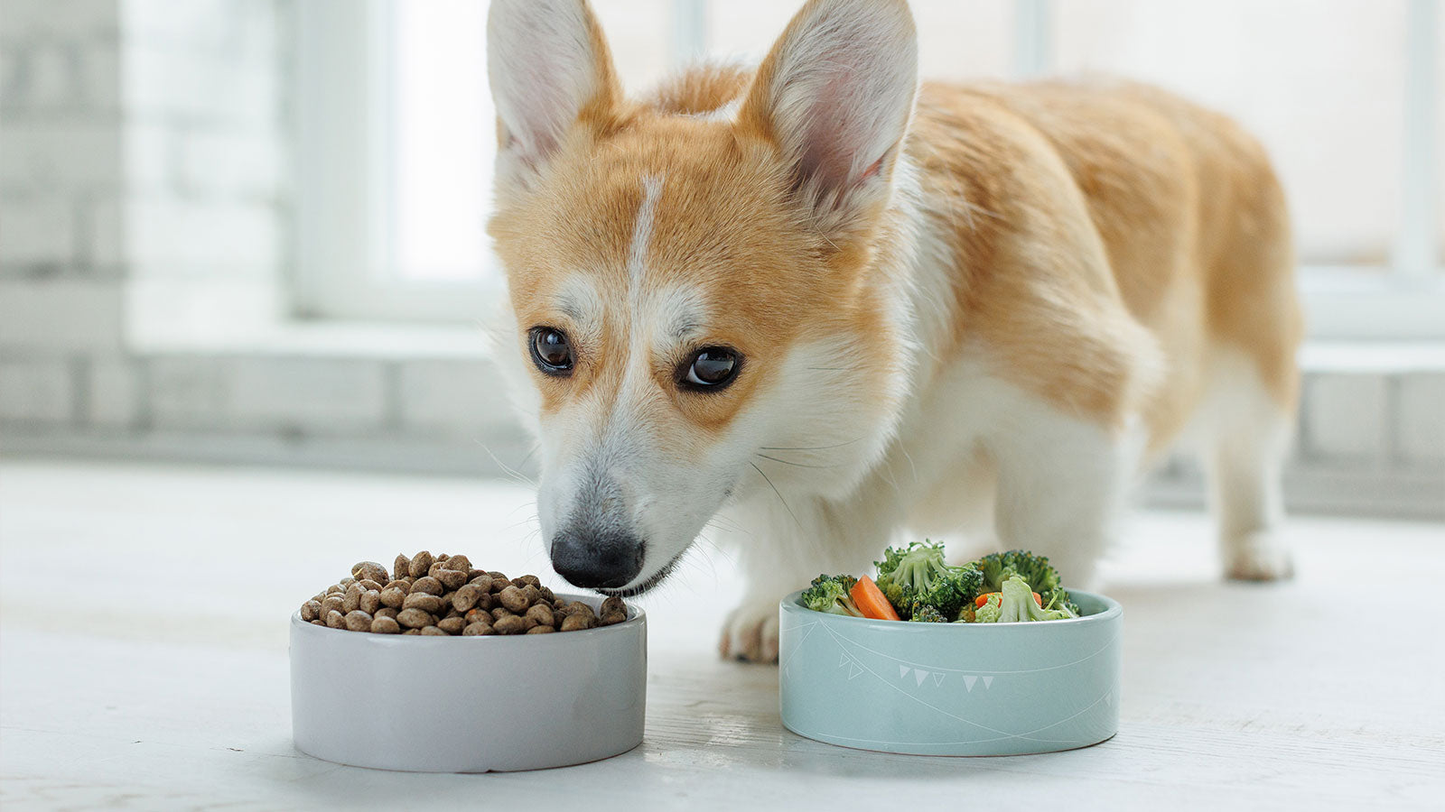 A Novel Protein Diet for Your Pet: What You Need to Know