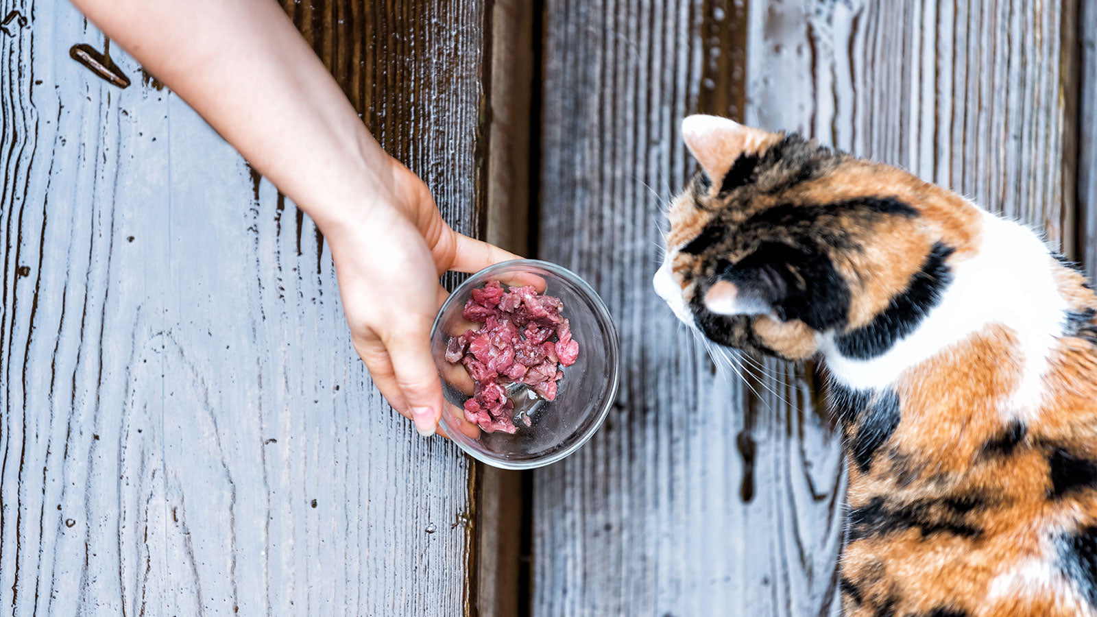 Converting Cats to a Healthier Diet