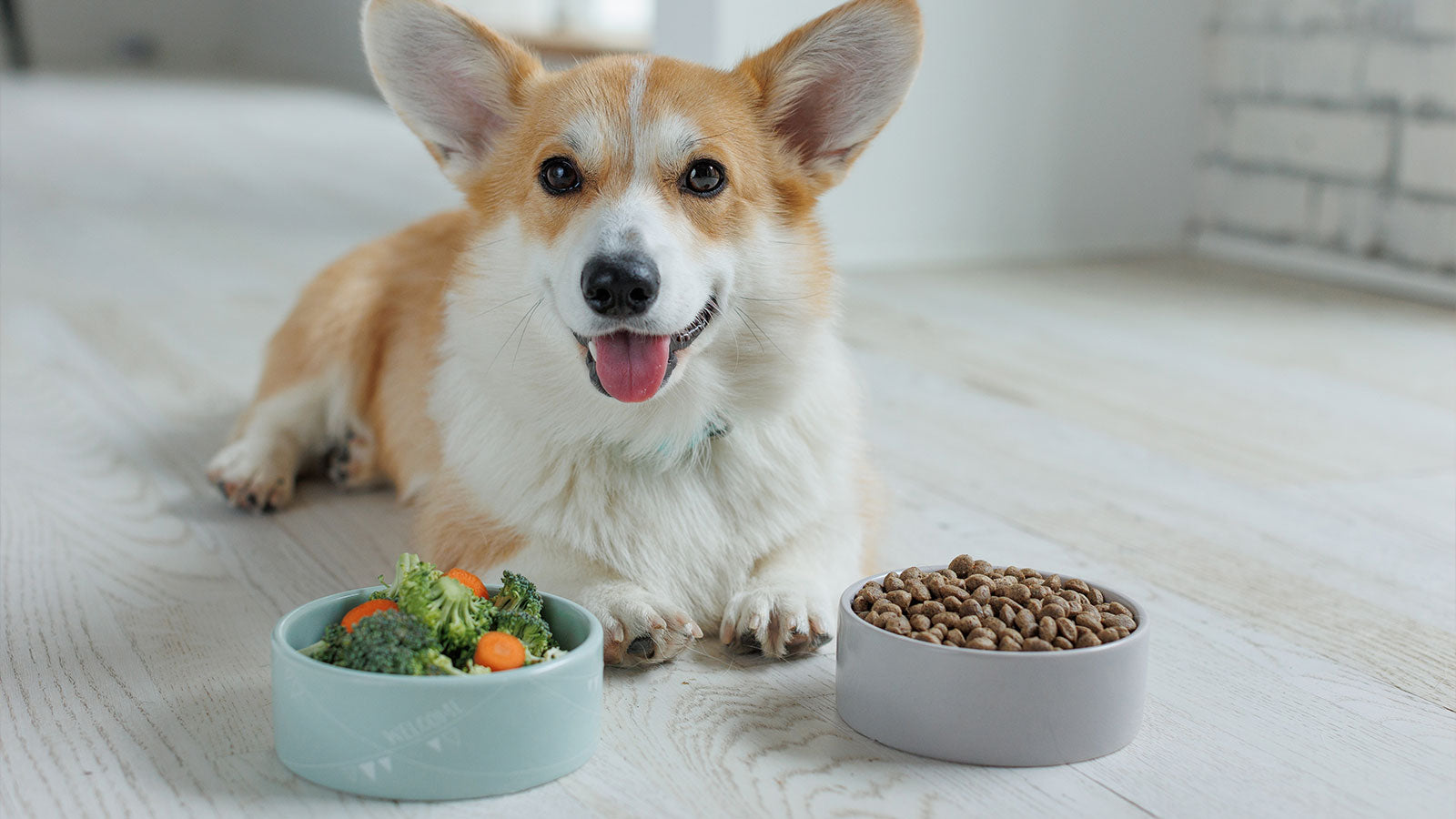 Why Mixing Raw and Dry Food Can Harm Your Pet’s Health