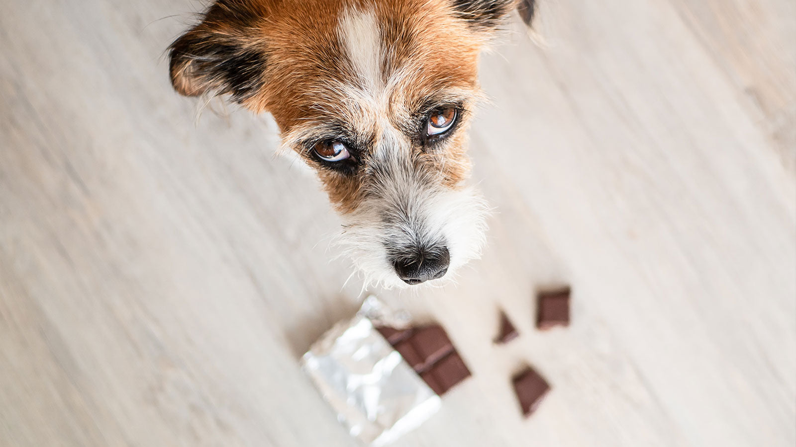 What to Do If Your Dog Eats Chocolate