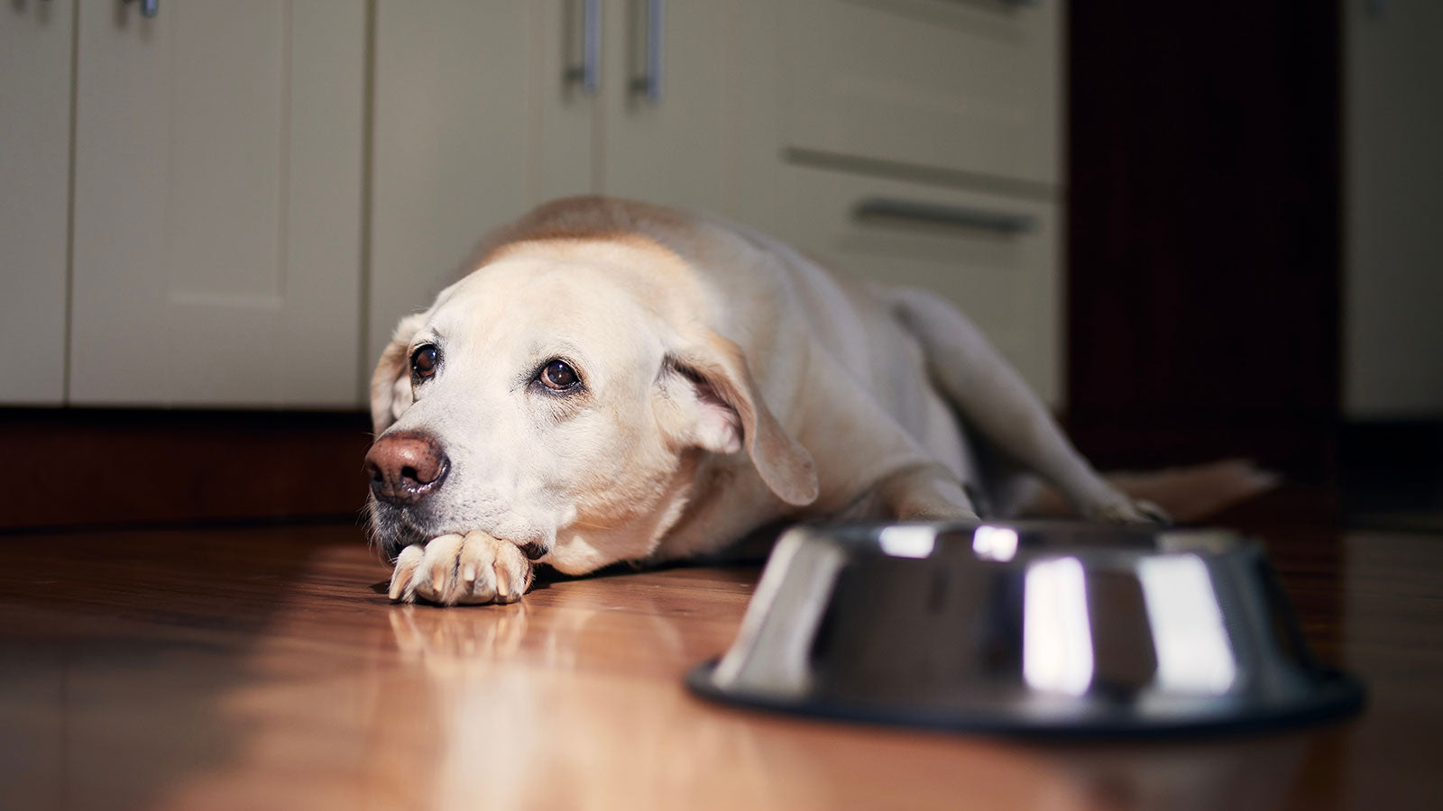 Feeding a Dog with an Upset Stomach