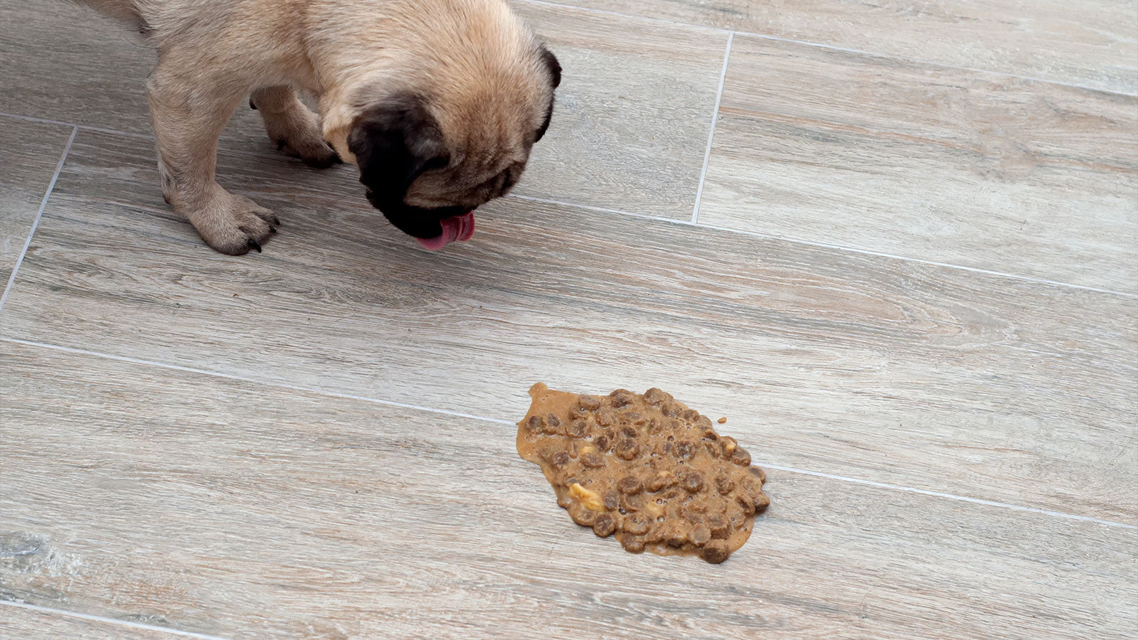 Understanding Dog Vomit: What Different Types and Colors Reveal – Human ...