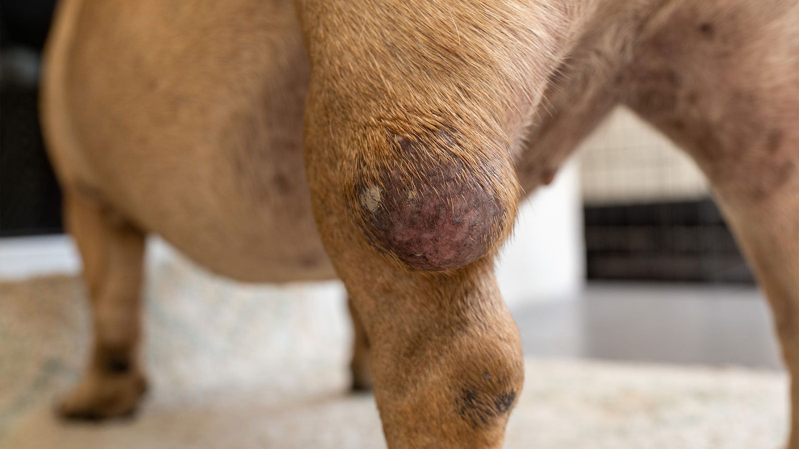 A Holistic Approach to Dog Tumors