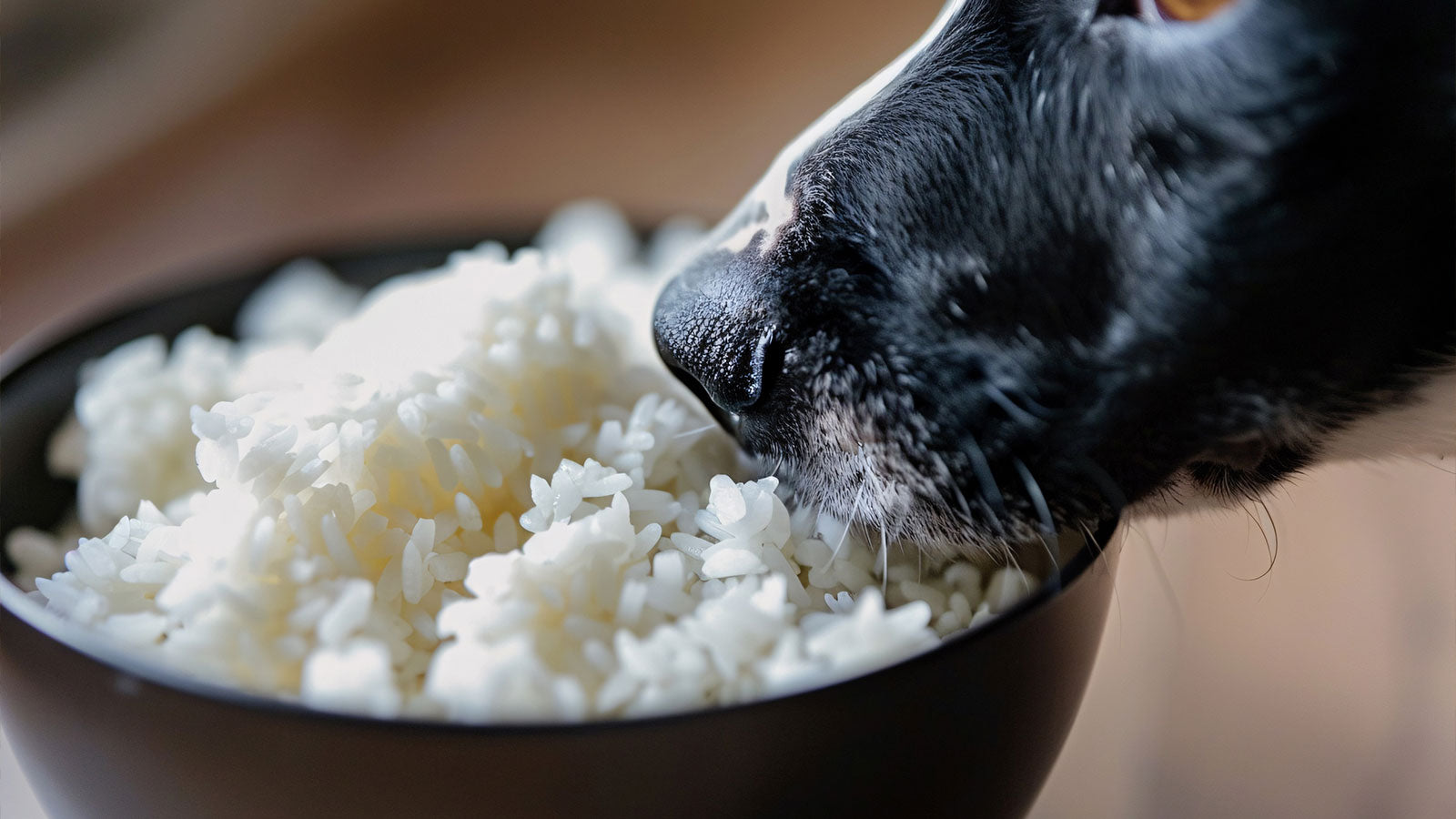 Is Rice Really a Safe and Healthy Choice for Your Dog?