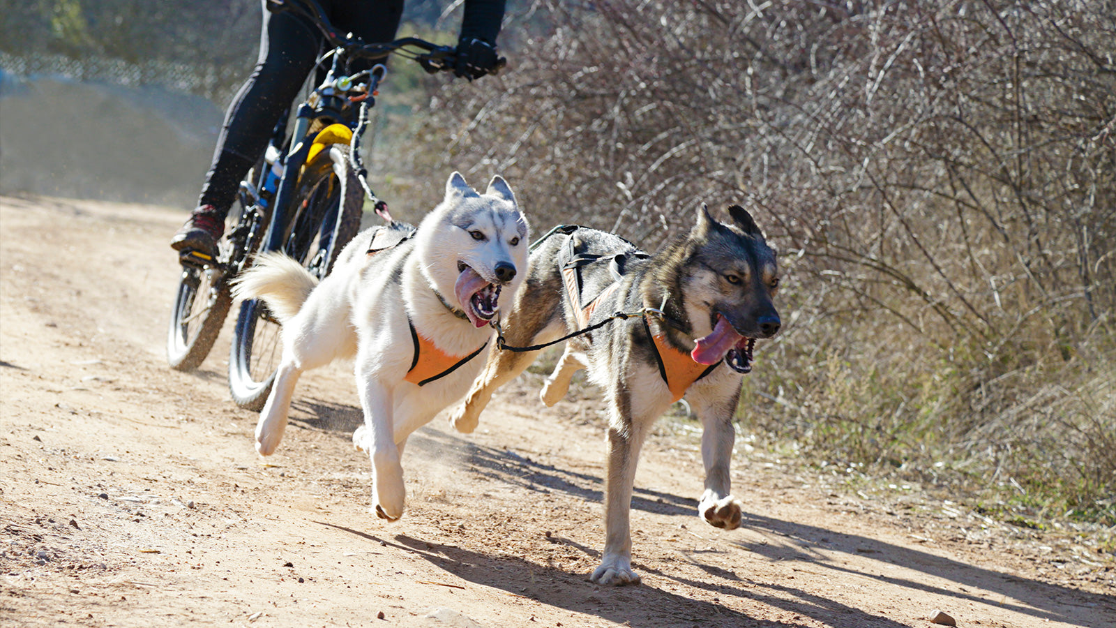 What is Bikejoring?