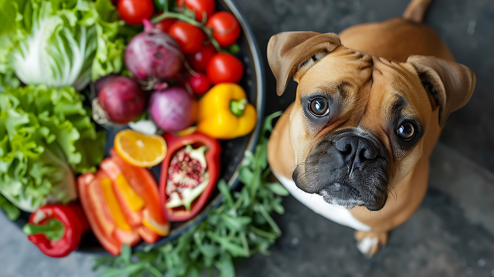 10 Benefits of Adding Vegetables to Your Dog's Diet