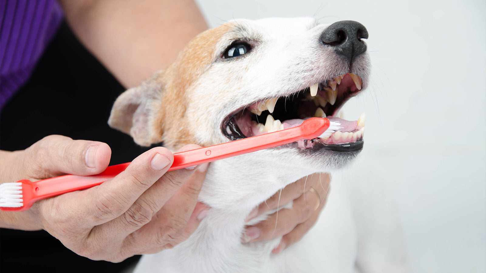 Bad Breath in Dogs: What You Need to Know