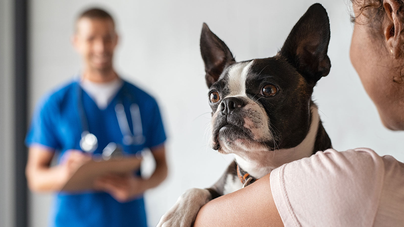 Managing Canine Kidney Disease: Diet and Holistic Care