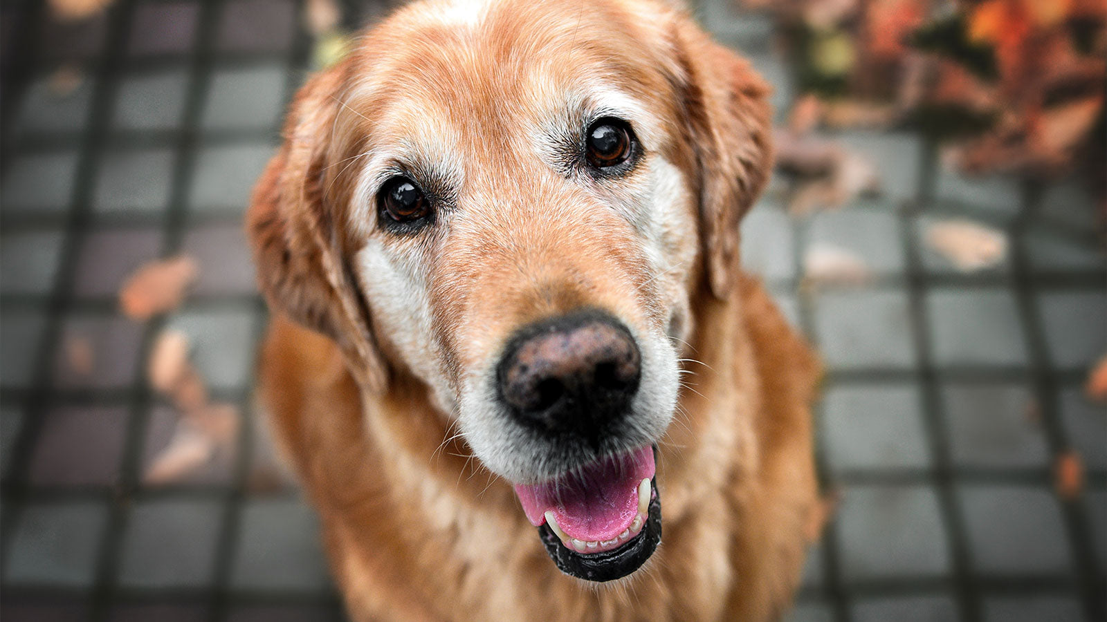 Switching Your Senior Dog to a Raw Diet: A Comprehensive Guide