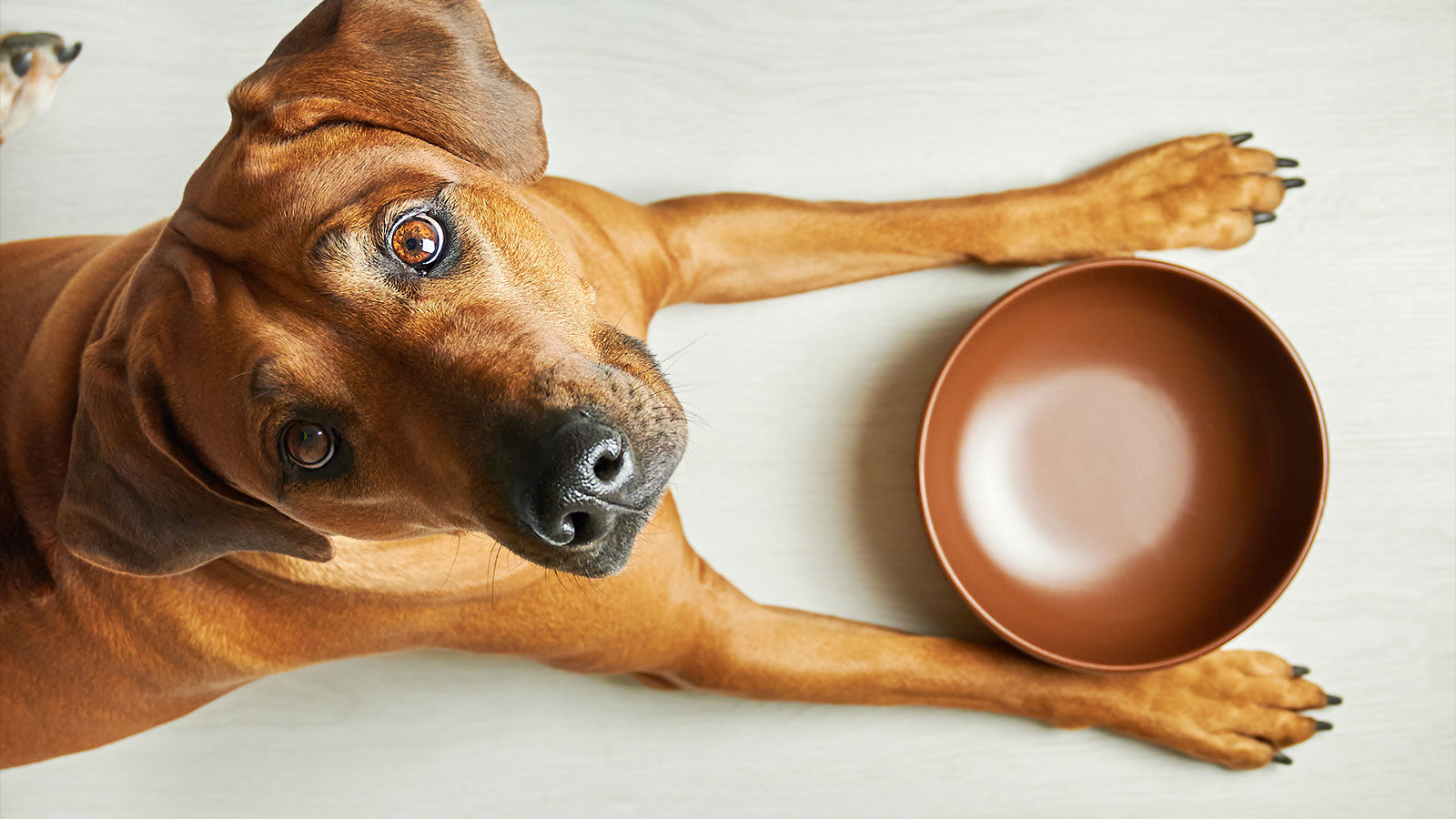 How Fasting Can Improve Your Dog's Health and Longevity