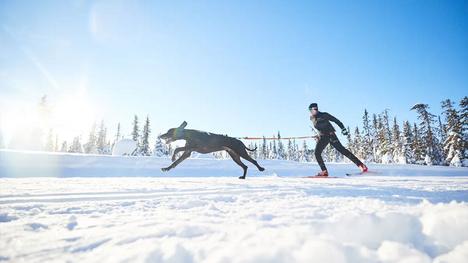 Guide to Skijoring with dogs - The best tips from professional athletes