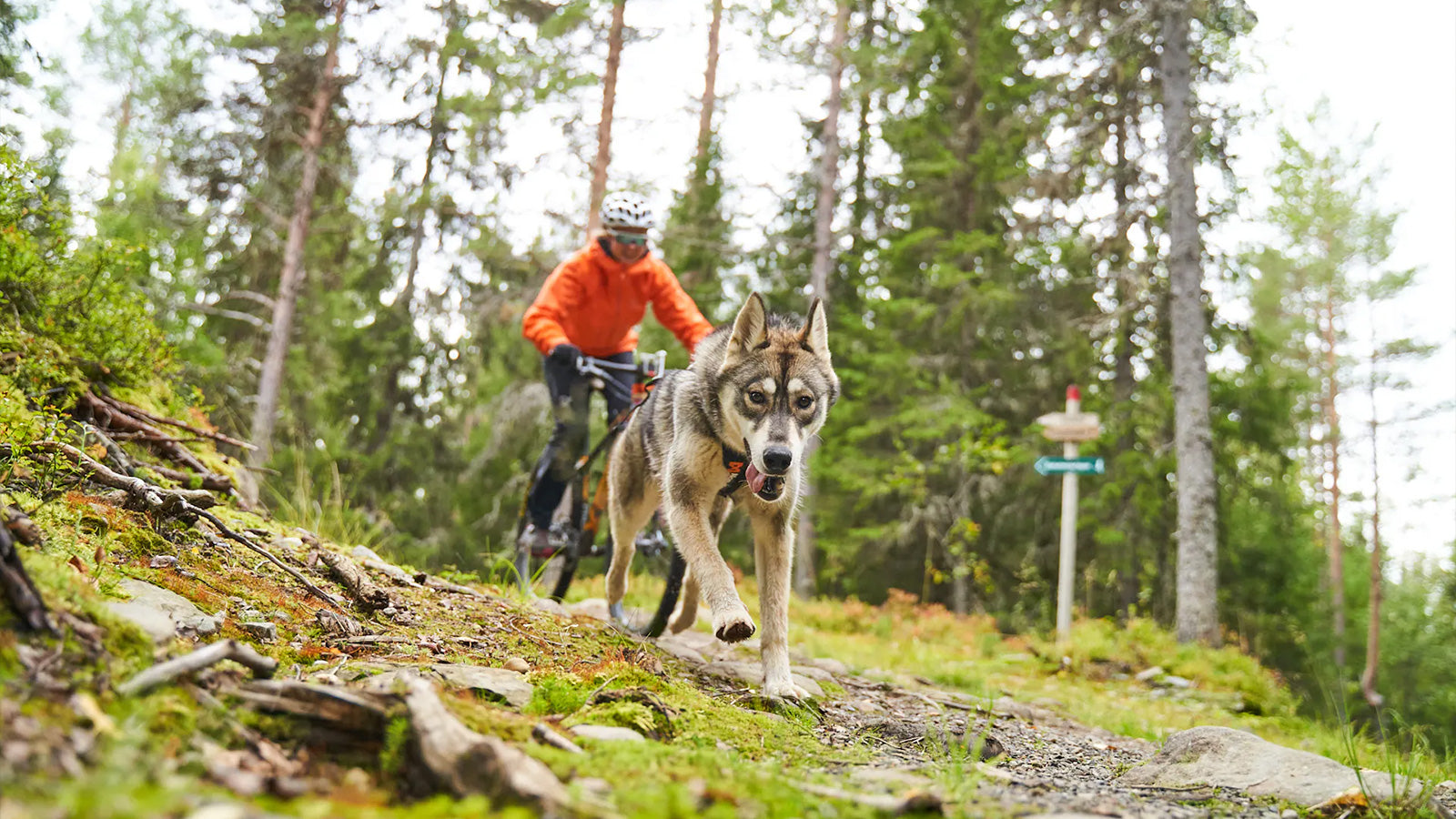 Bikejoring equipment