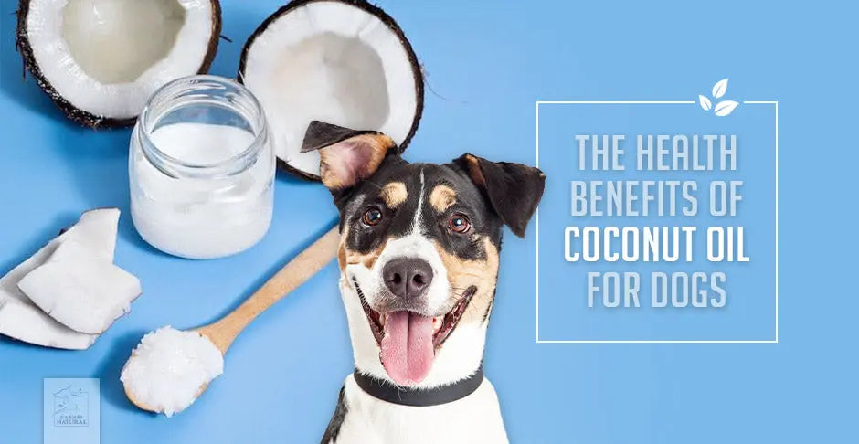 Coconut Oil for Dogs | Human & Pets™