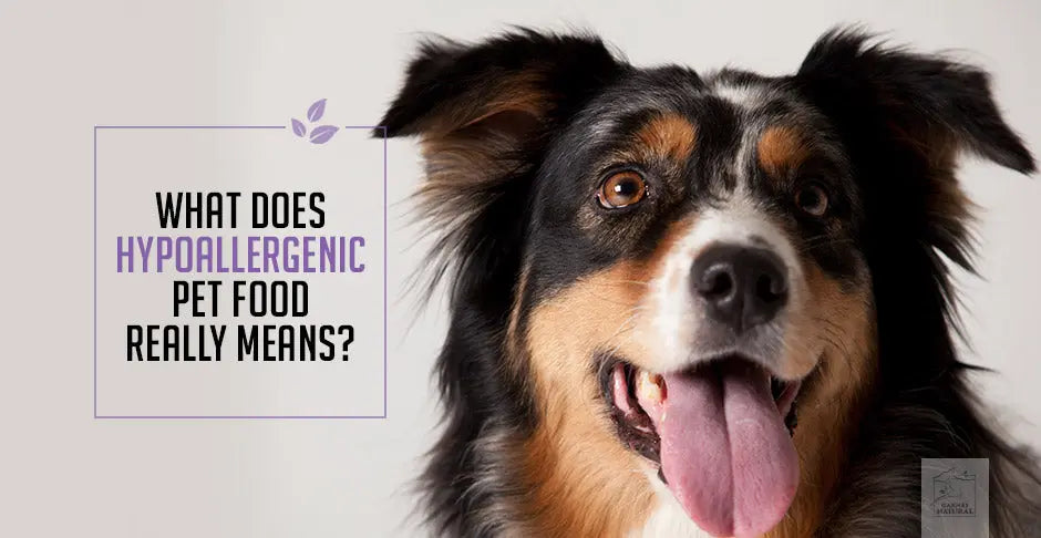 What does Hypoallergenic mean? | Human & Pets™