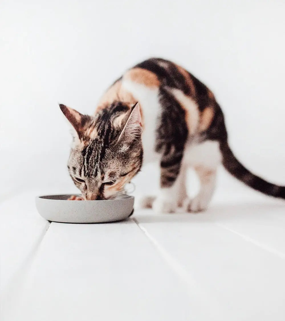 Bamboo Stylish Cat Bowl | Accessories | Human & Pets™