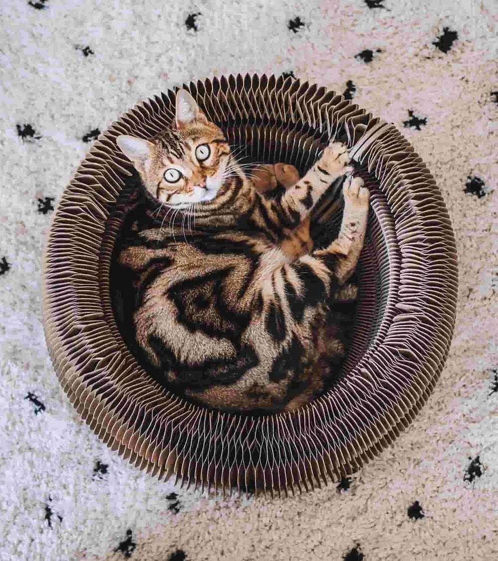 MAZE - 3 in 1 Collapsible Cardboard Cat Bed | Accessories | Human & Pets™