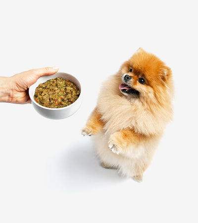 Dog Meal with Turkey