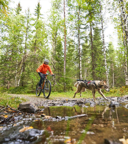 Bike Antenna KLICKfix for Safe Dog Biking Adventures