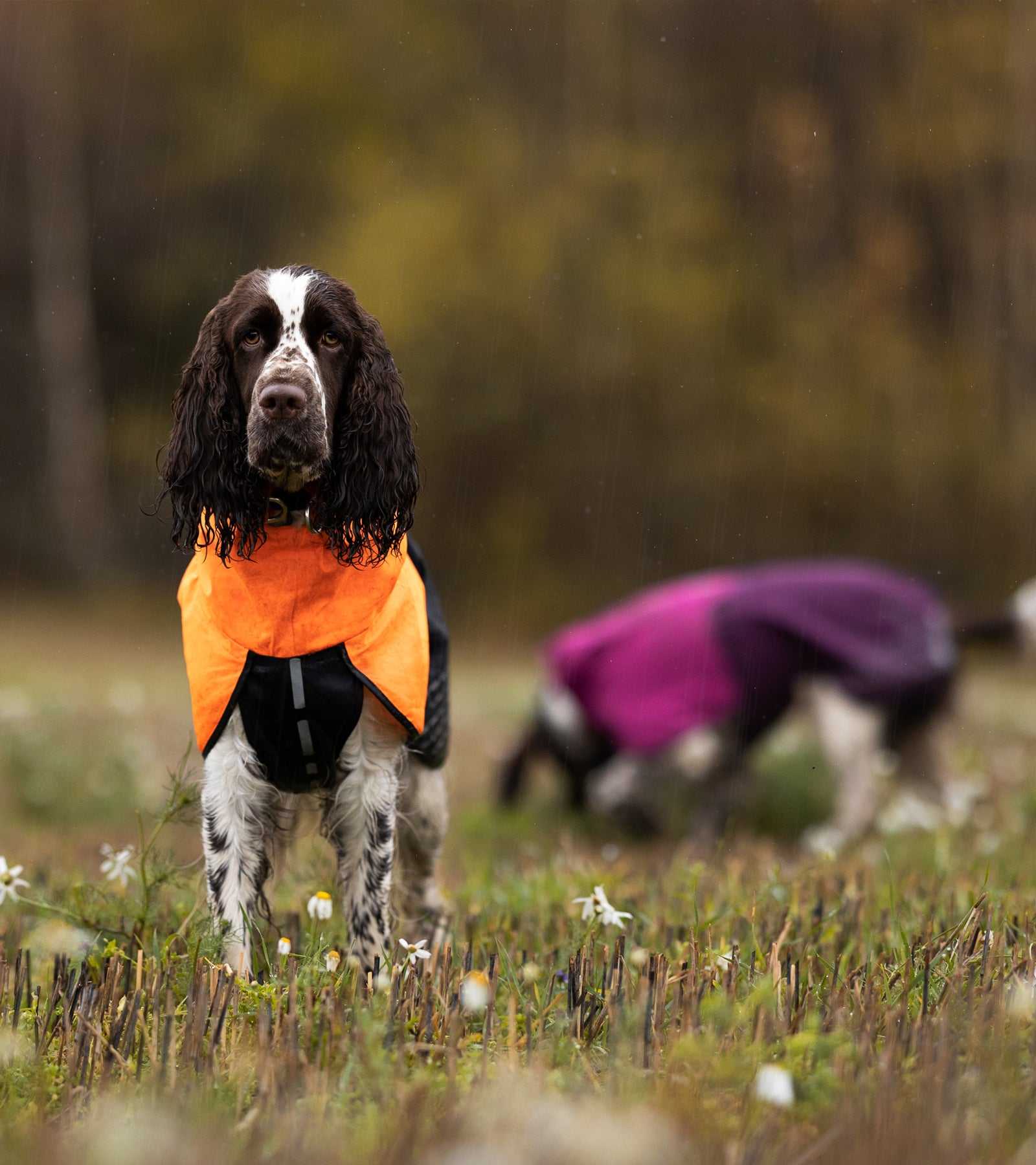 Fjord Raincoat - High-Performance Dog Raincoat for All Weather