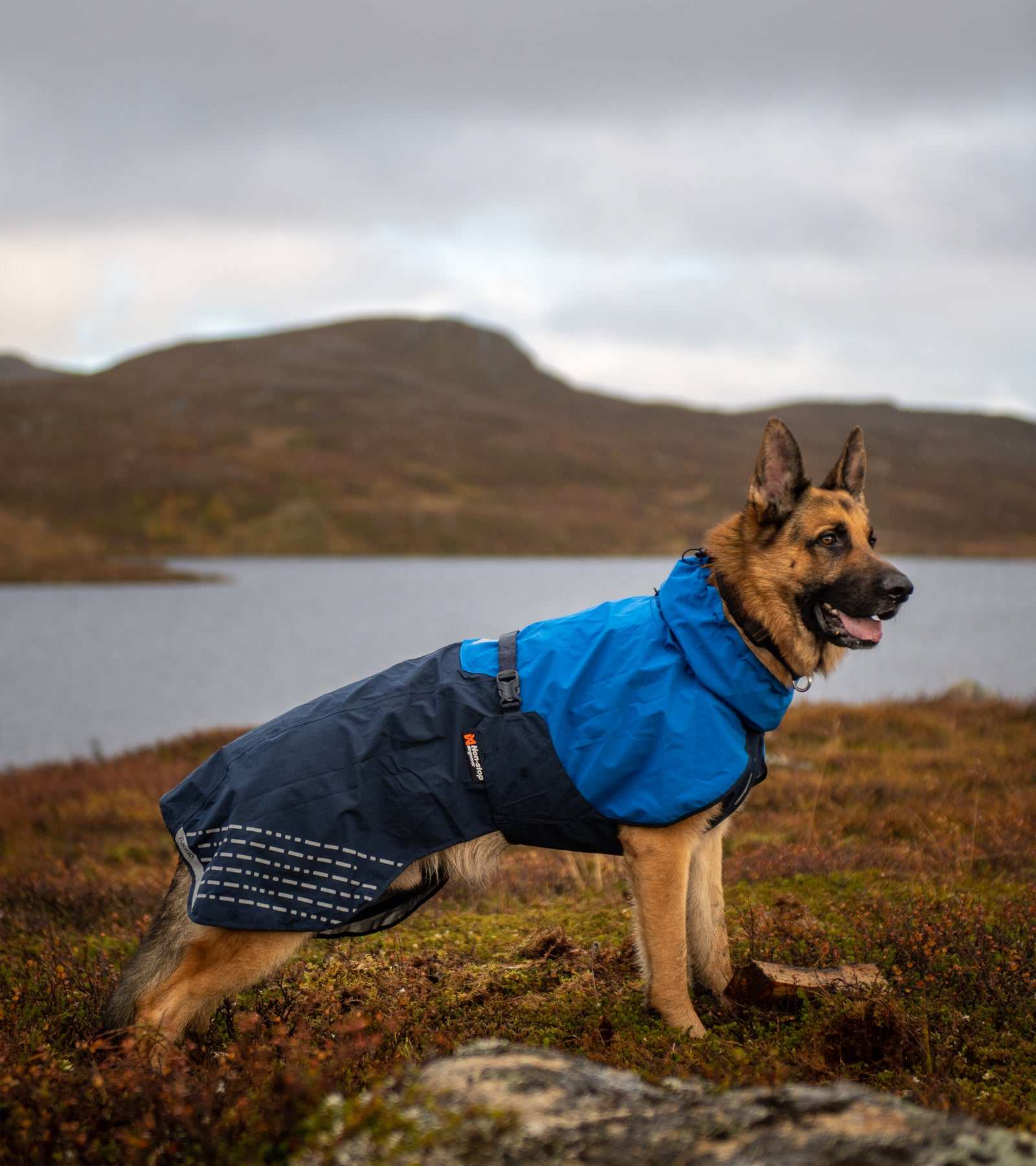 Fjord Raincoat - High-Performance Dog Raincoat for All Weather