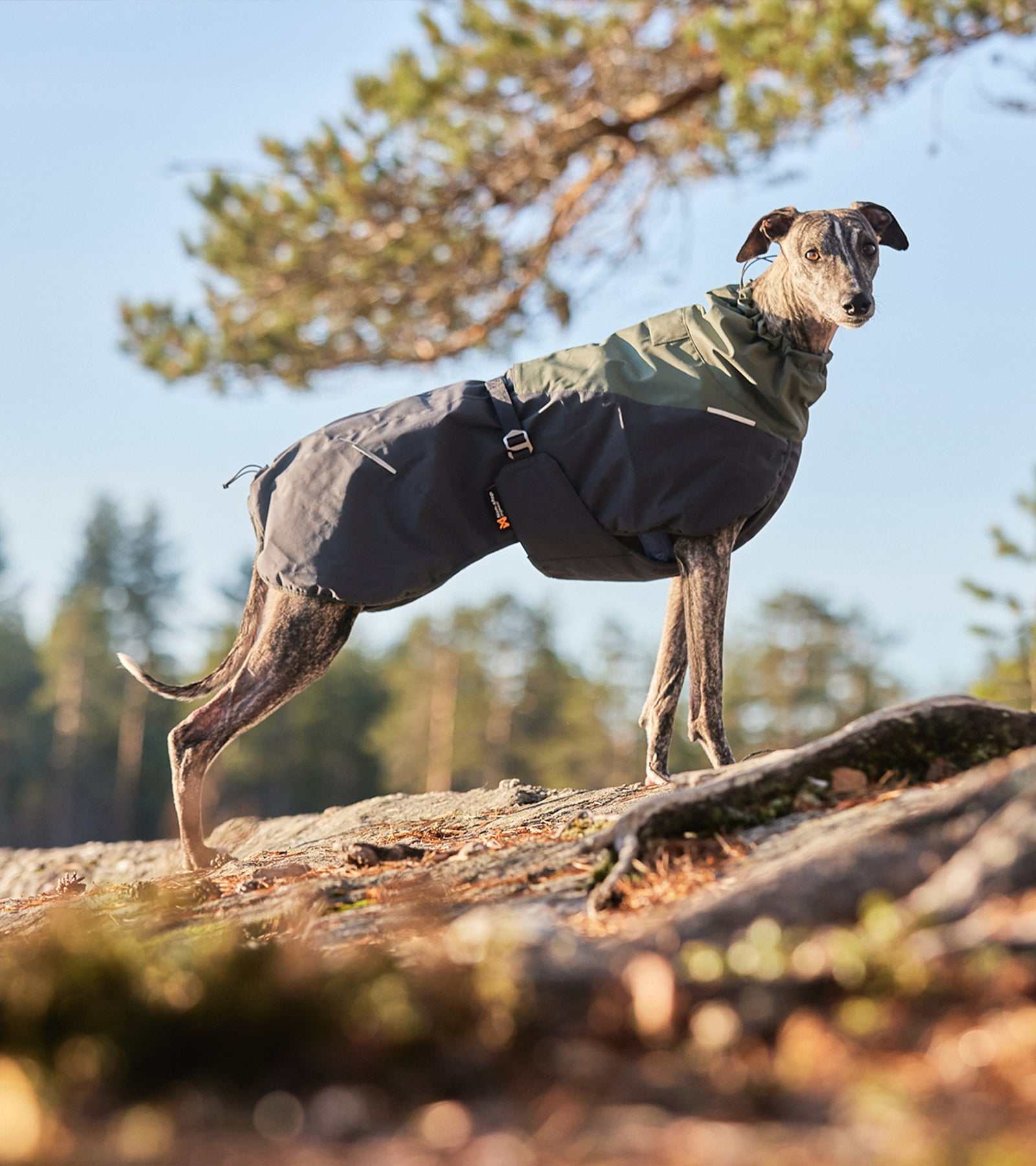 Glacier Wool Jacket 2.0 - Windproof & Water-Repellent for Dogs