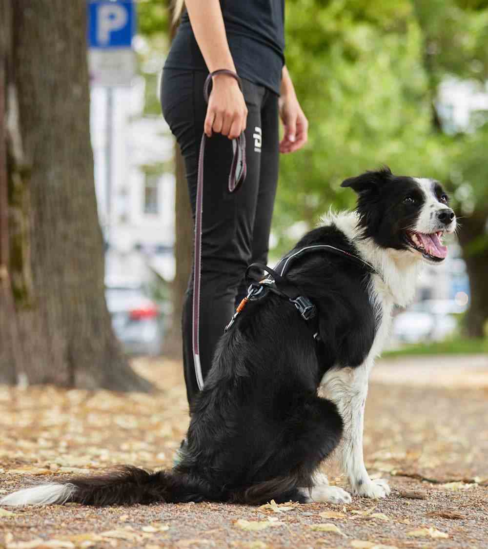 Move Leash: Secure, Comfortable & Stylish Dog Leash