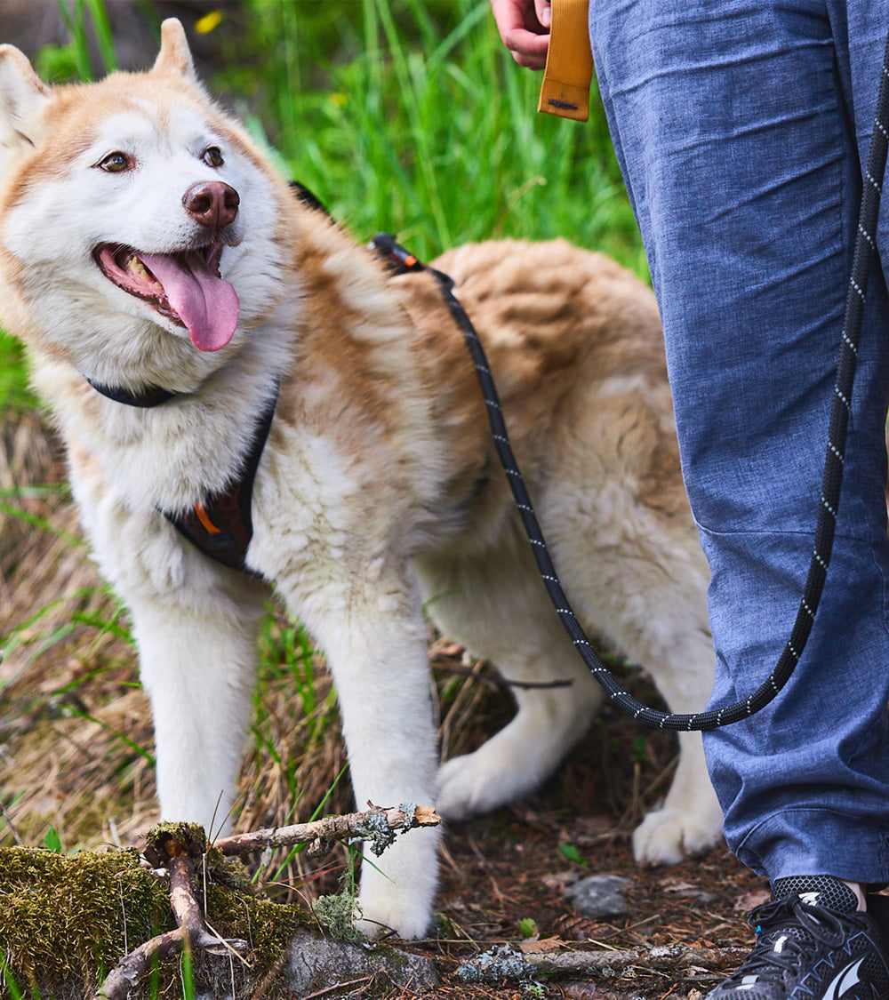 Rock Leash - Durable & Comfortable Dog Leash for Adventures