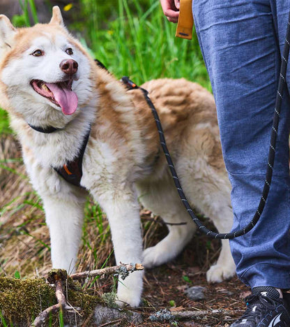 Rock Leash - Durable & Comfortable Dog Leash for Adventures